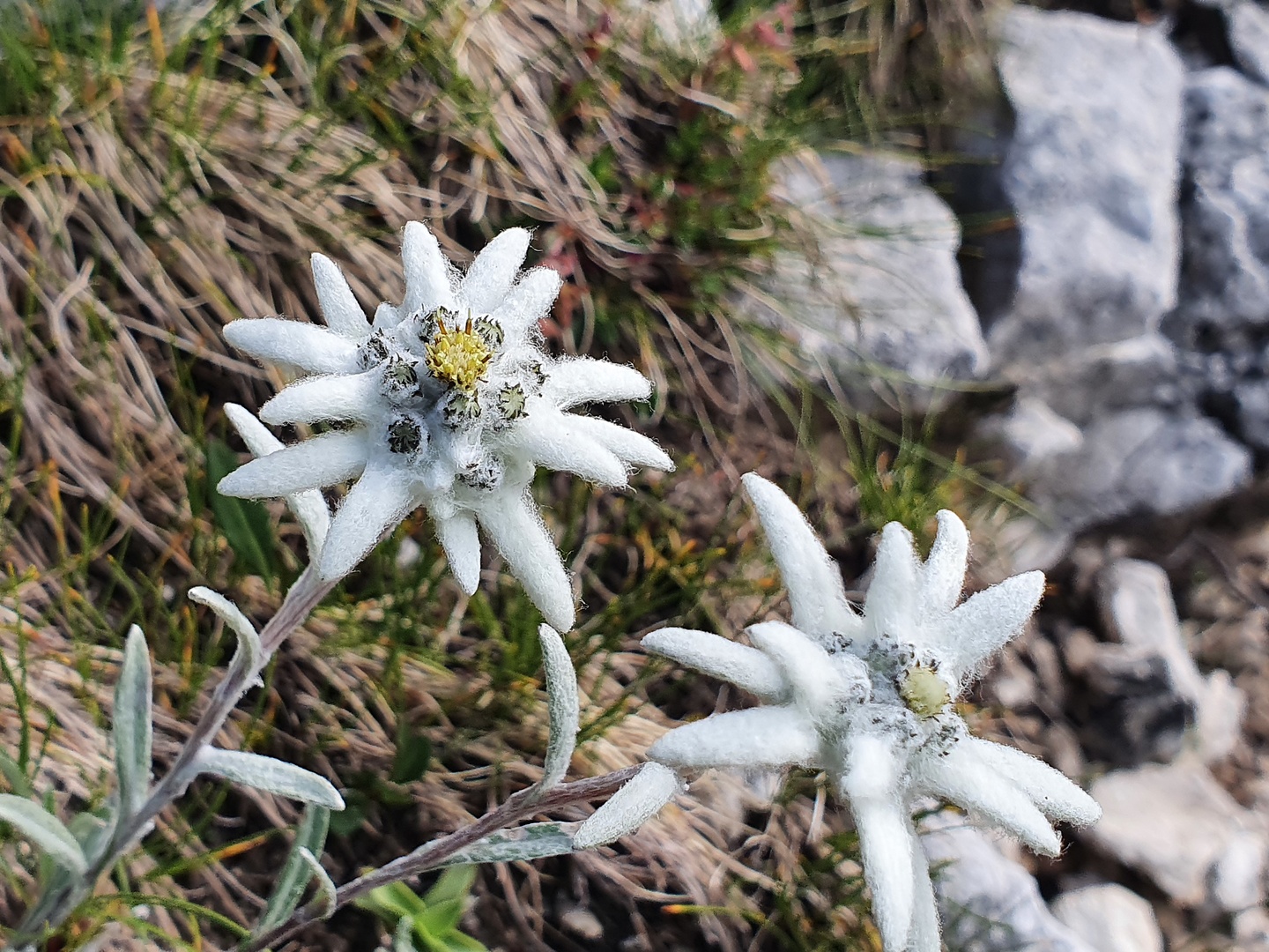 averau-edelweiss4.jpg