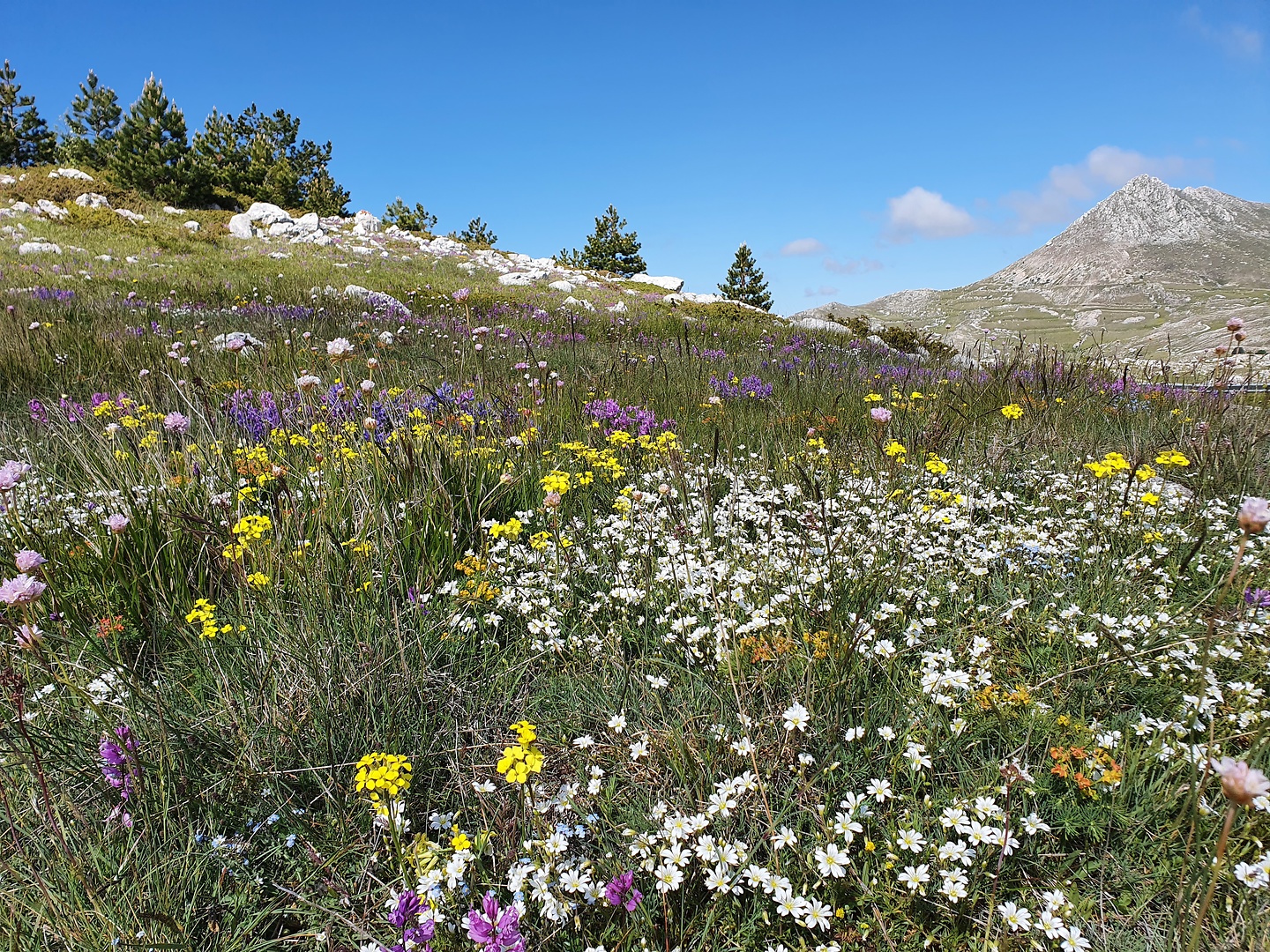 calascio-flowers3.jpg