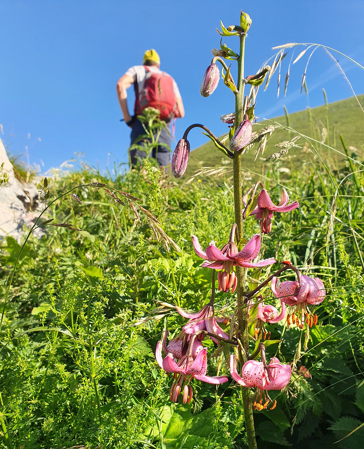 krn-flower1.jpg