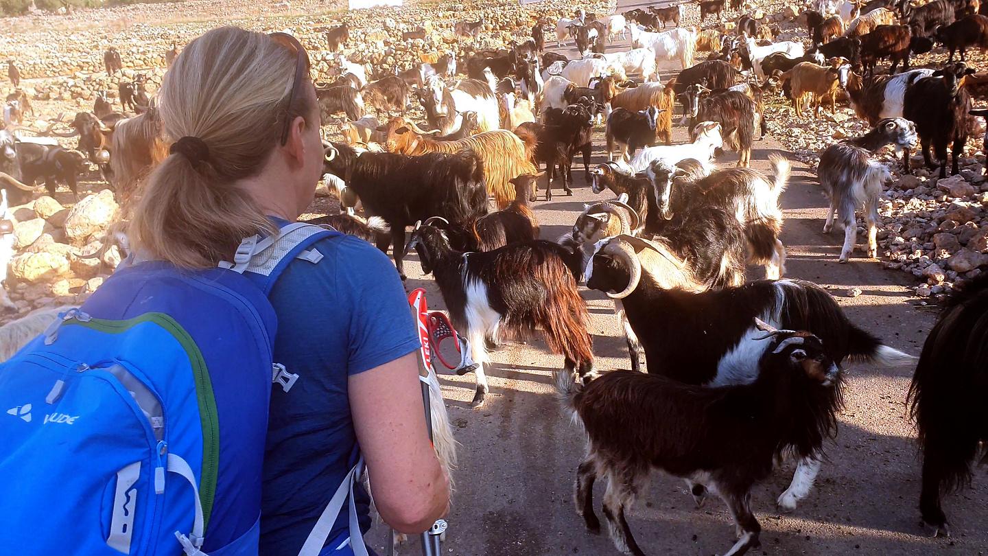 loutro-goats.jpg