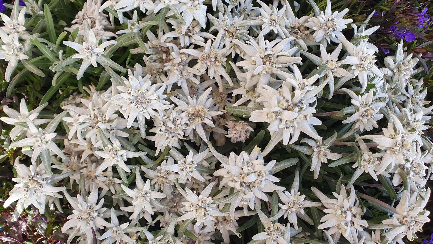nuvolau-edelweiss1.jpg