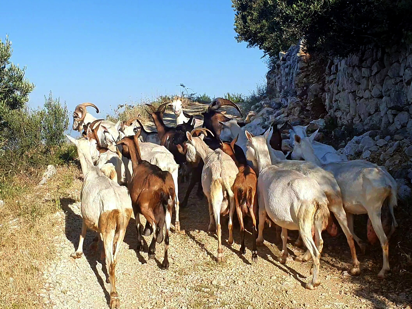 omis-goats.jpg
