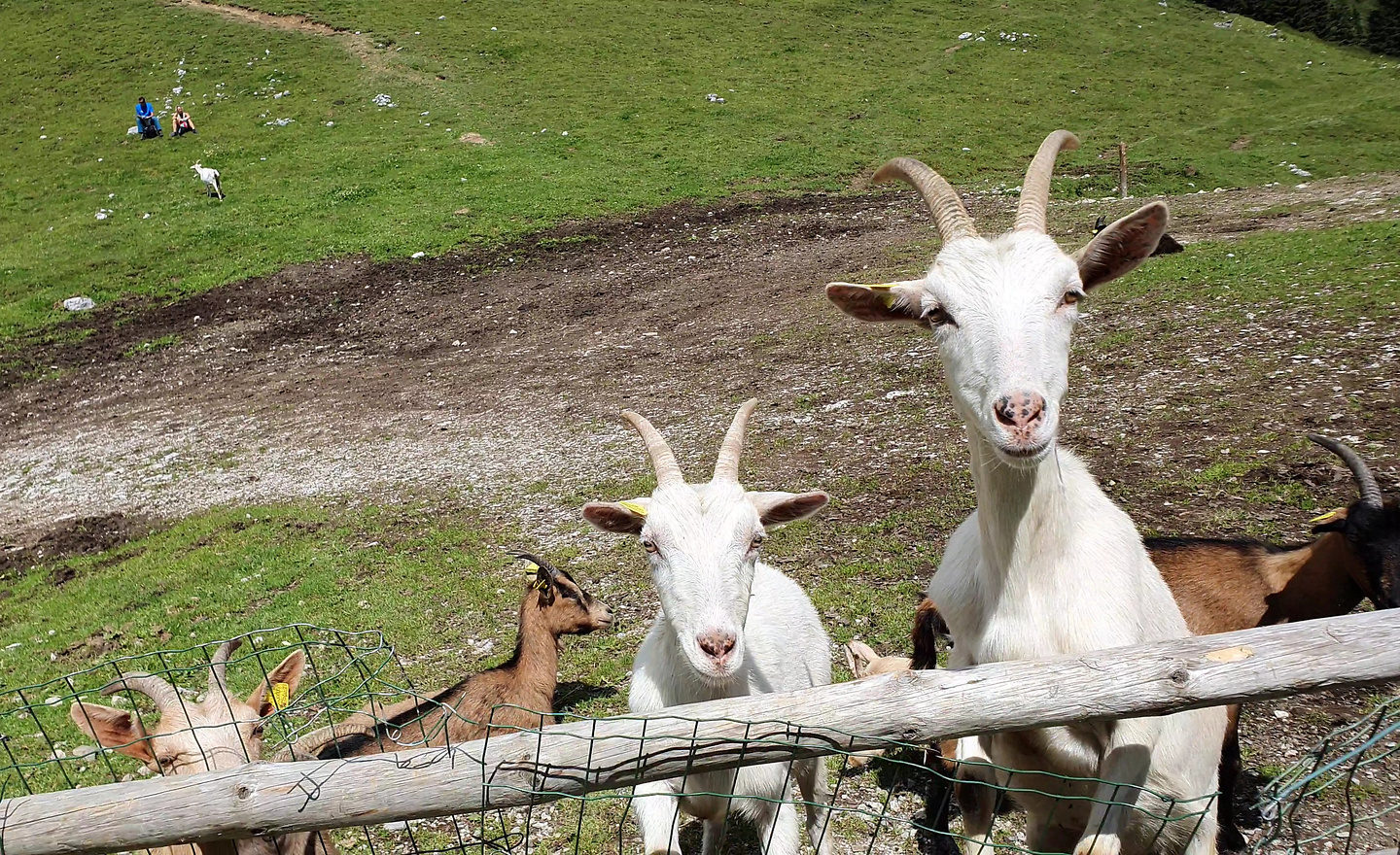 valmedan-goats.jpg