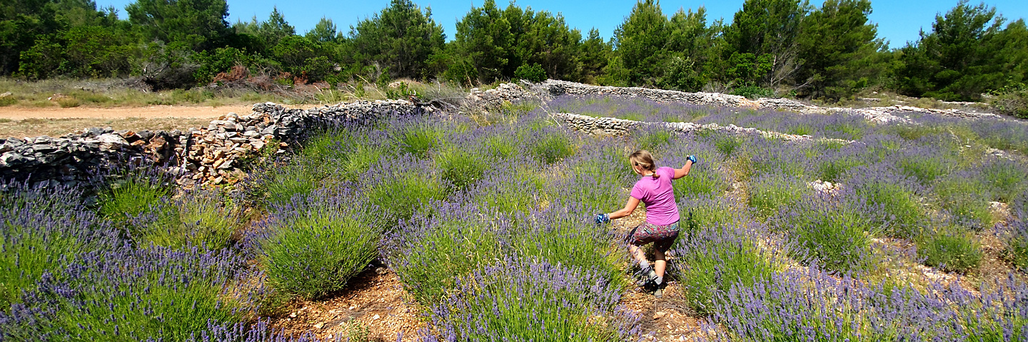 zavala-lavendel2.jpg