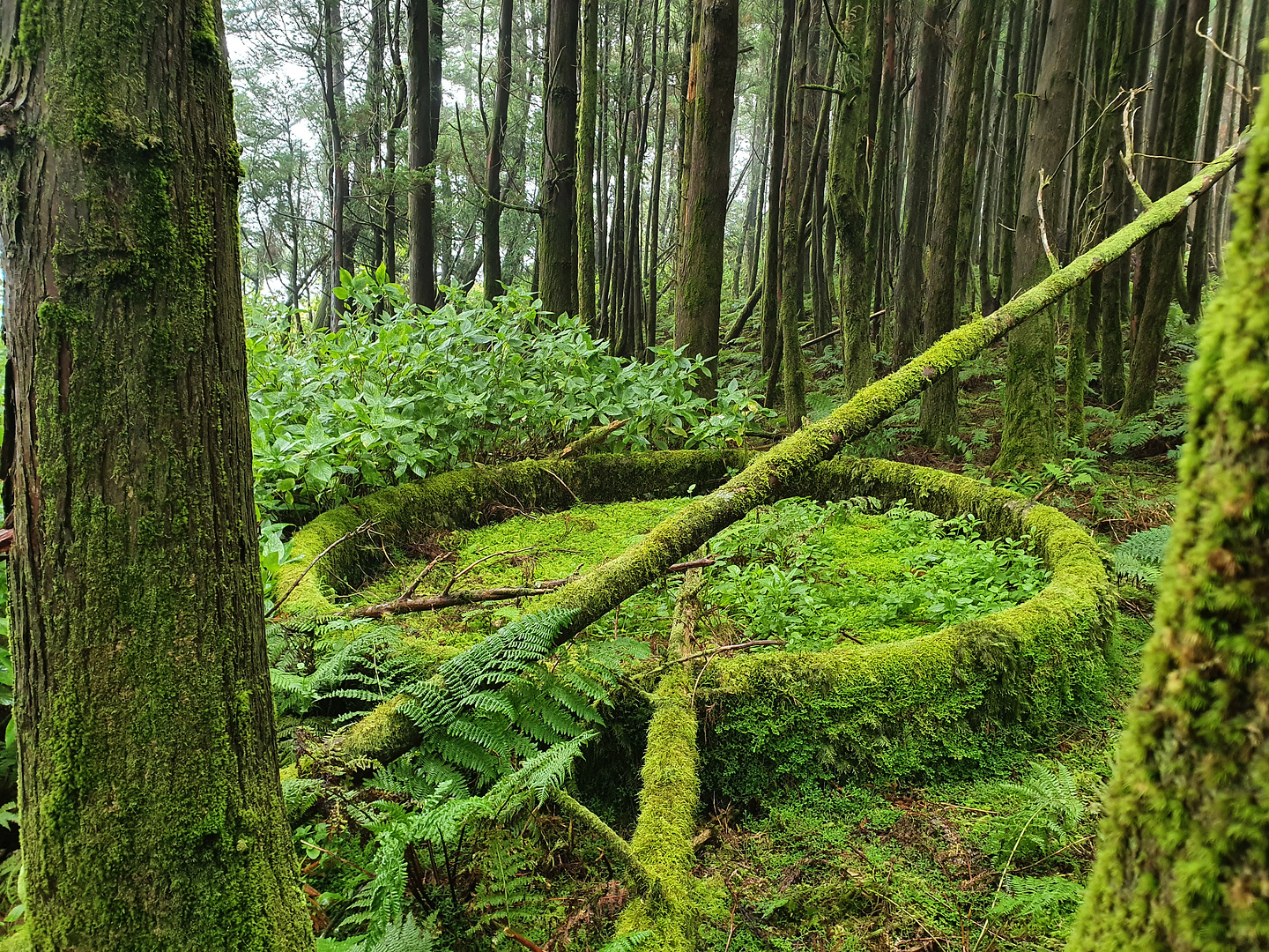 horta-forest.jpg