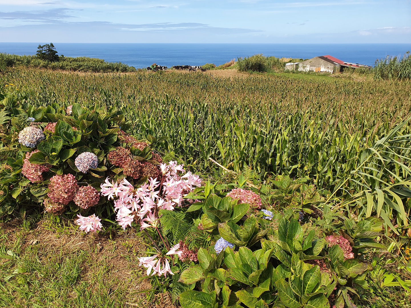 nordeste-fields.jpg