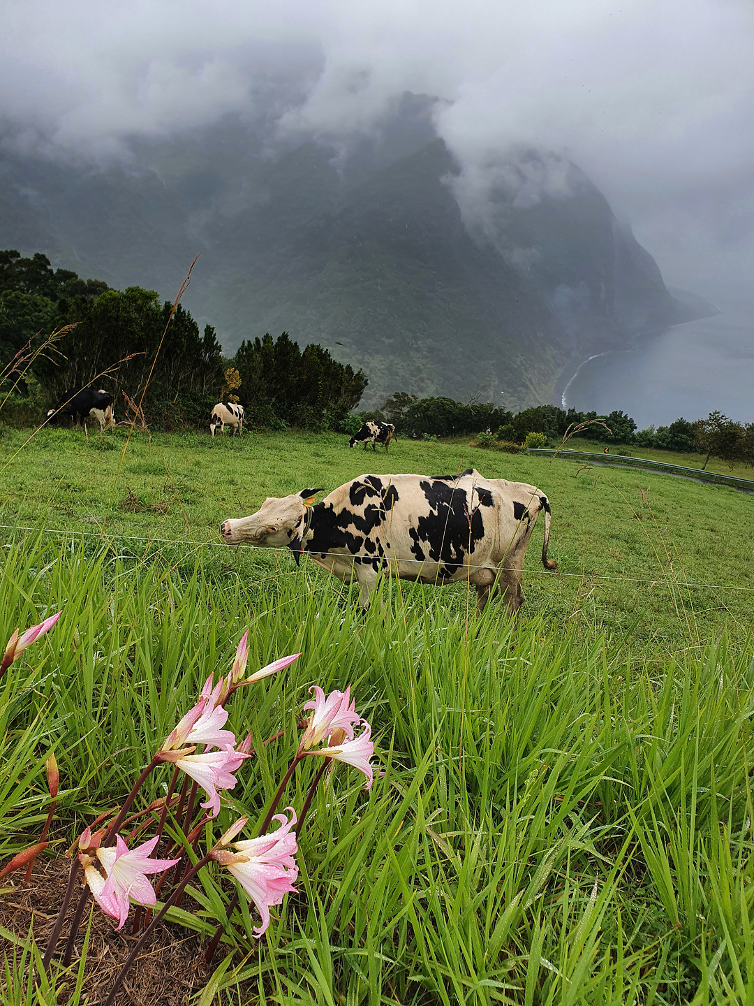 picogrande-cows.jpg