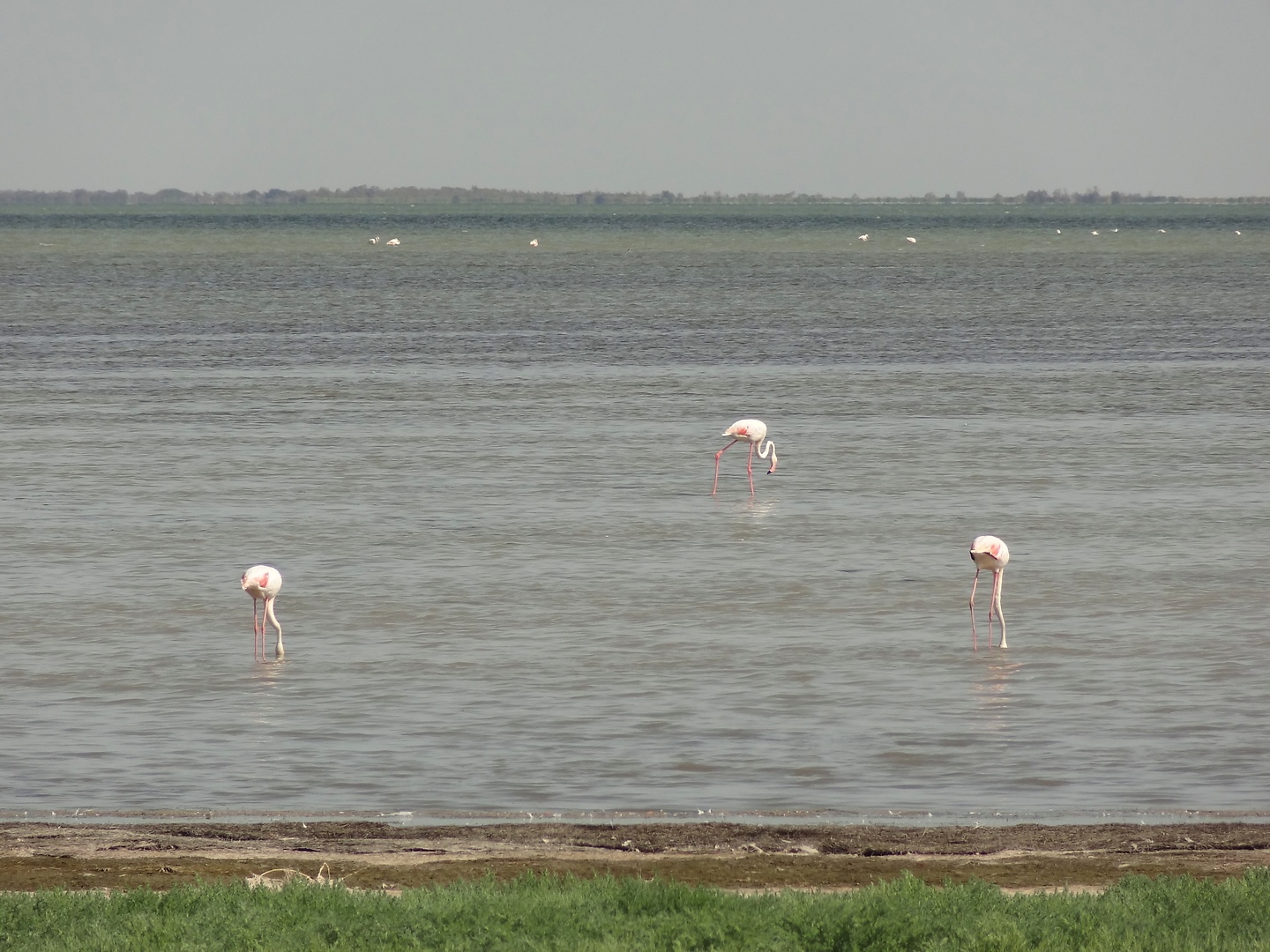 camargue-birds.jpg