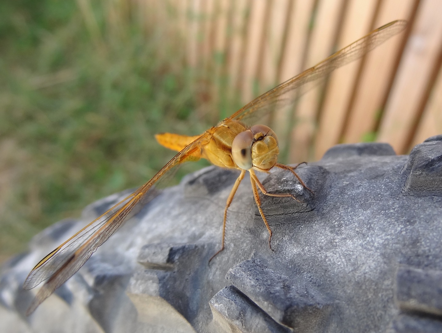 camargue-insect.jpg