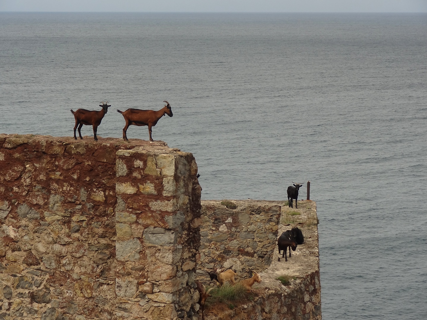 urdiales-goats.jpg