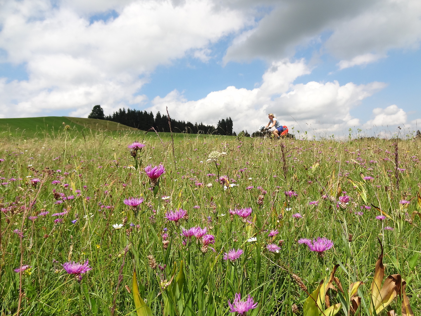wieskirche-flowers.jpg