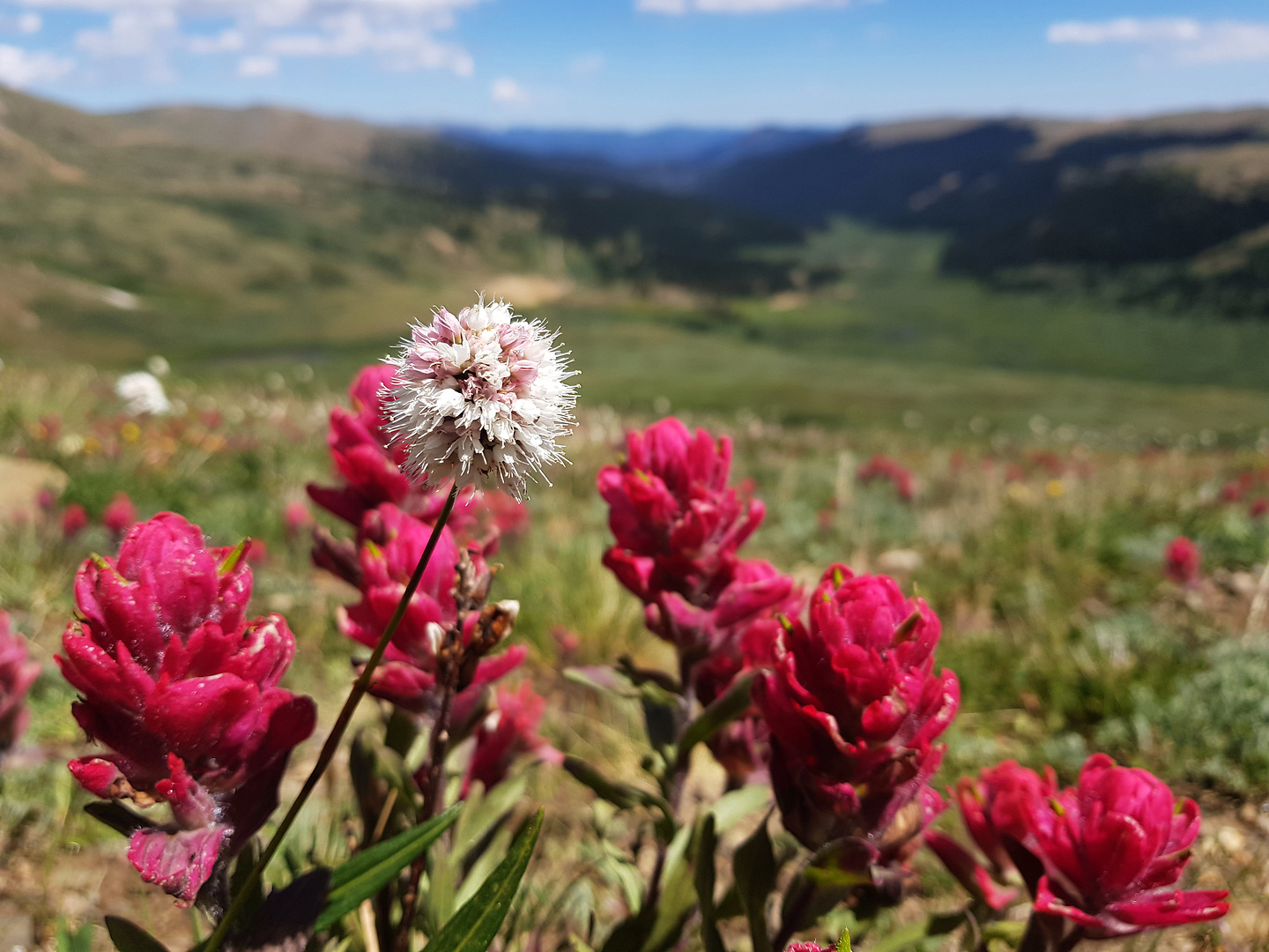 argentine-flowers3.jpg