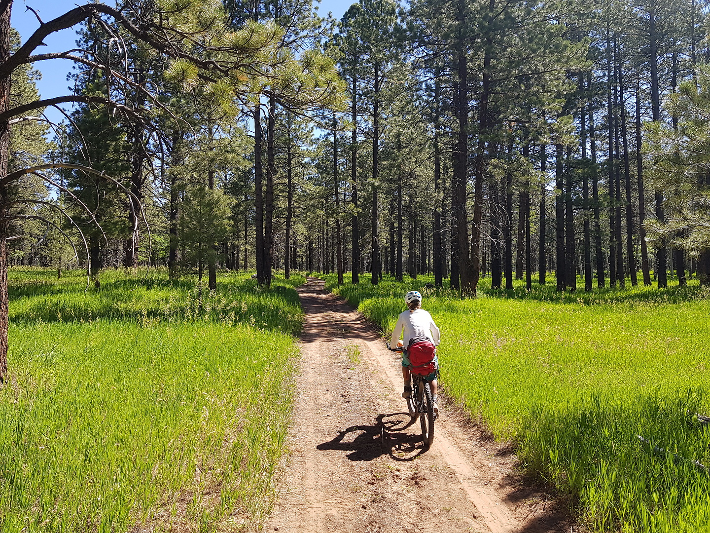 bearsears-grassytrack.jpg