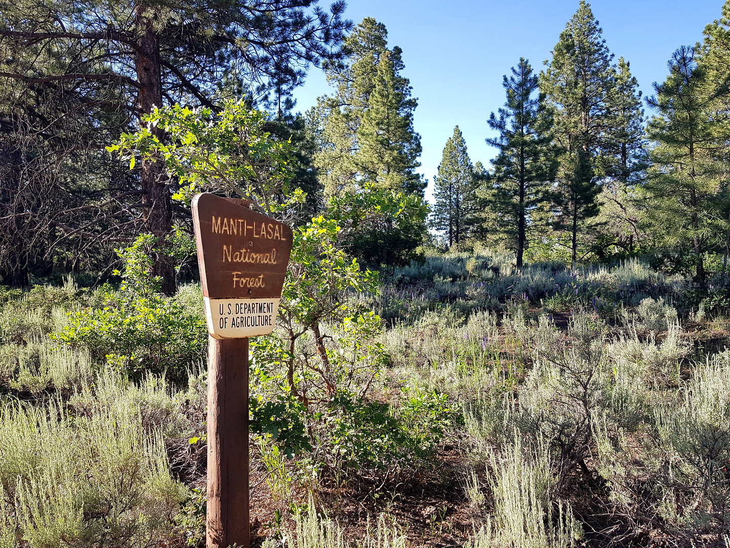 bearsears-mantilasal.jpg