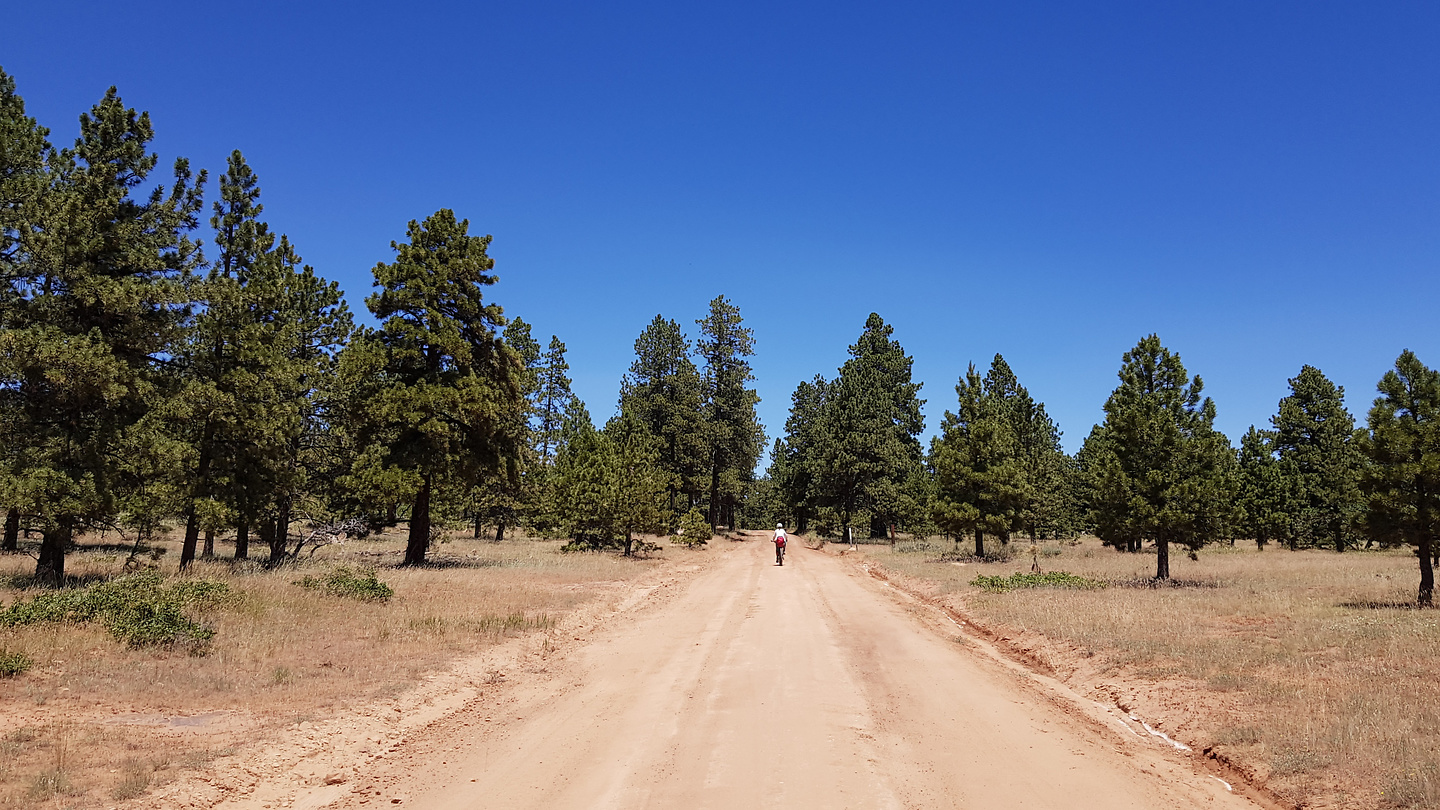 bearsears-road8.jpg