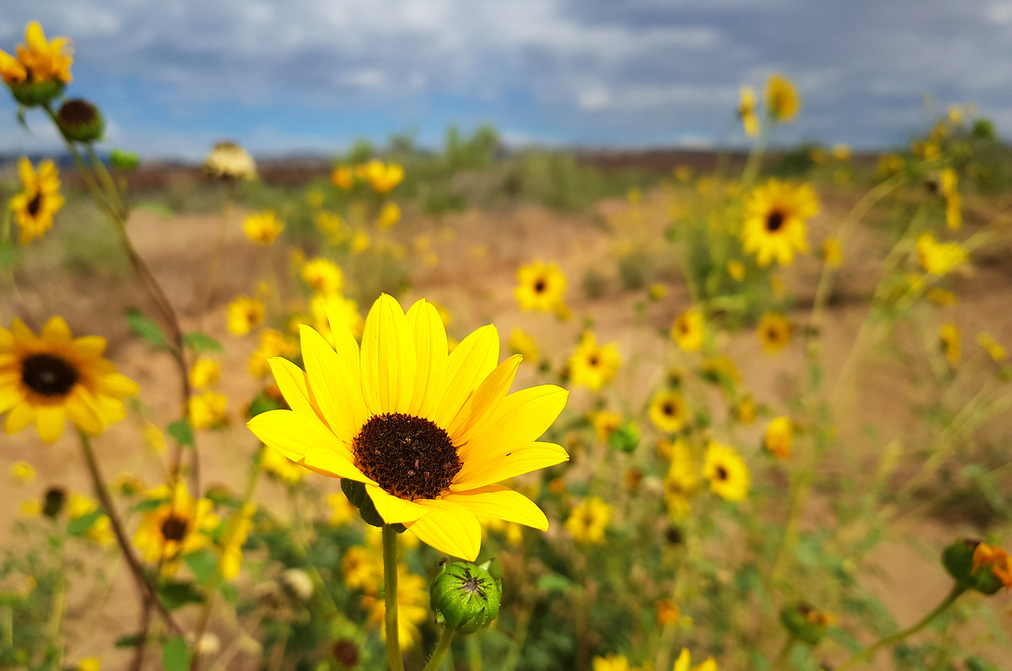 capitolreef-sunflowers.jpg