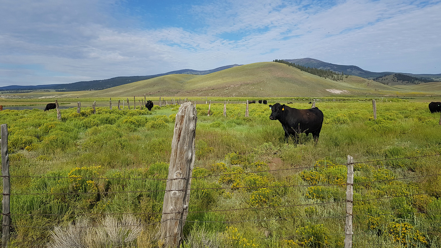 gunnison-cows.jpg