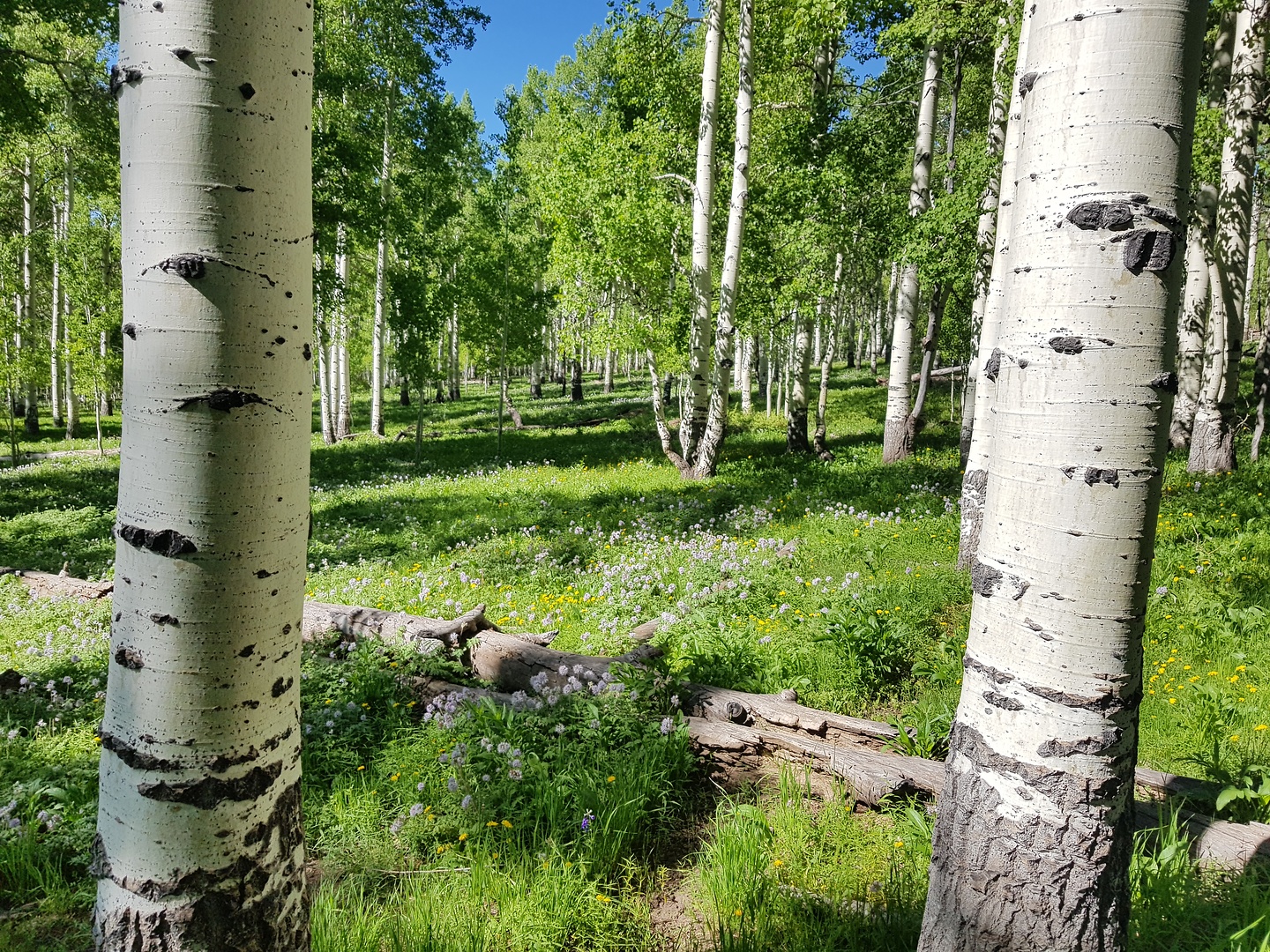 kolob-aspen2.jpg