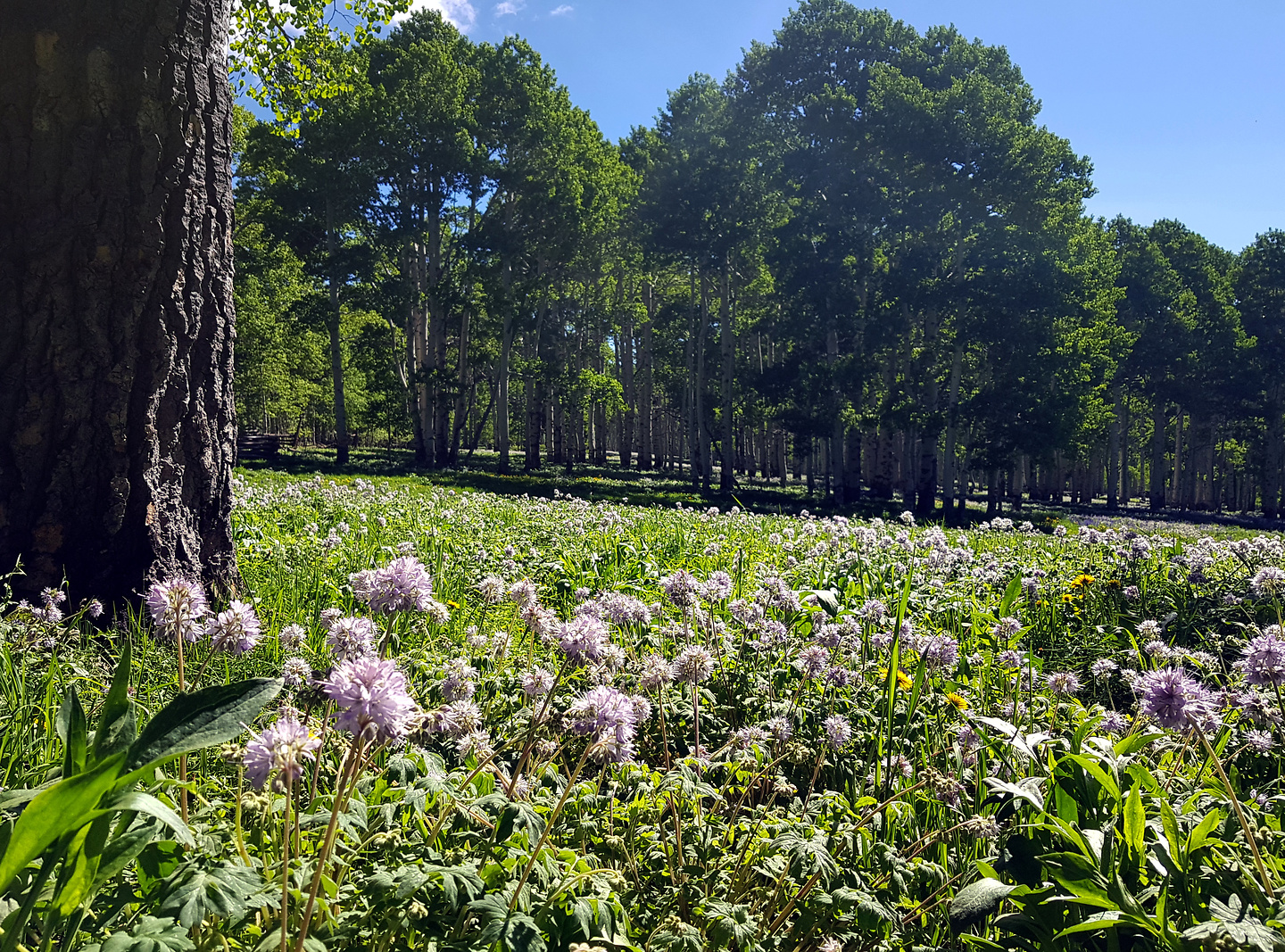 kolob-flowerfield2.jpg