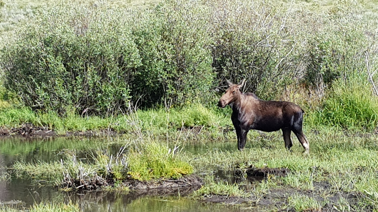 lospinos-moose.jpg