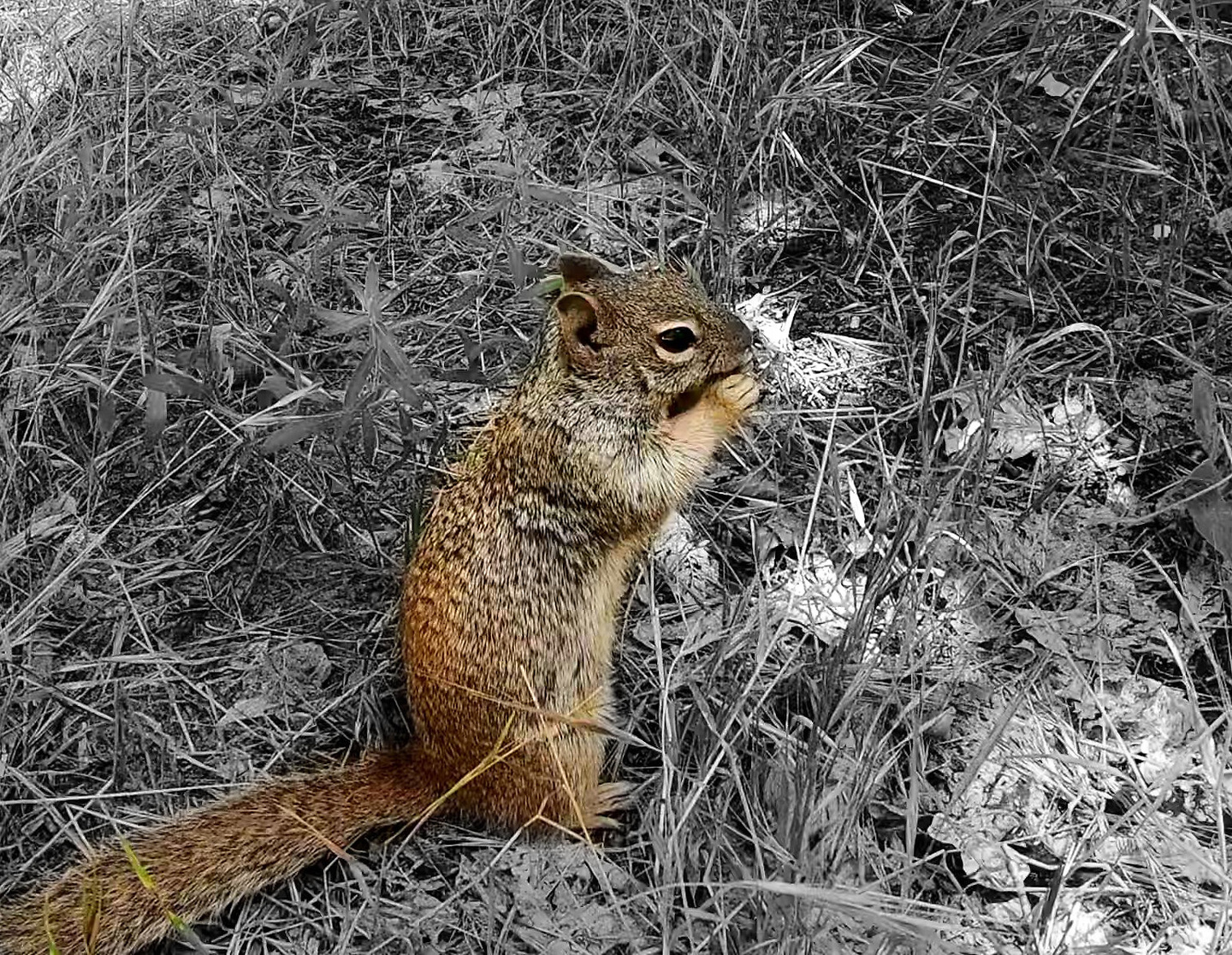 zion-squirrel.jpg