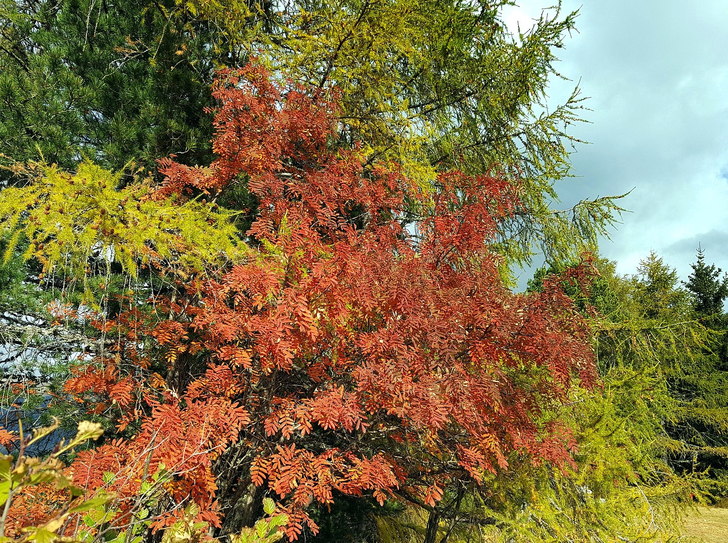 fanix-seiserherbst.jpg