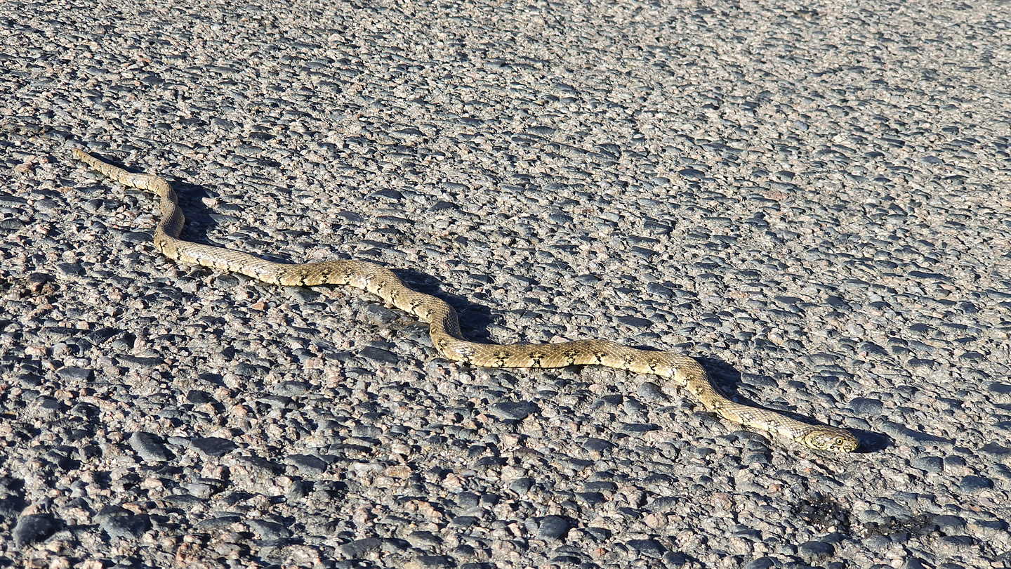 badesi-snake2.jpg