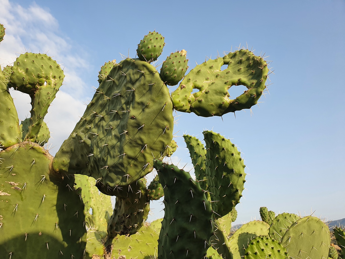 ostriconi-cactus.jpg