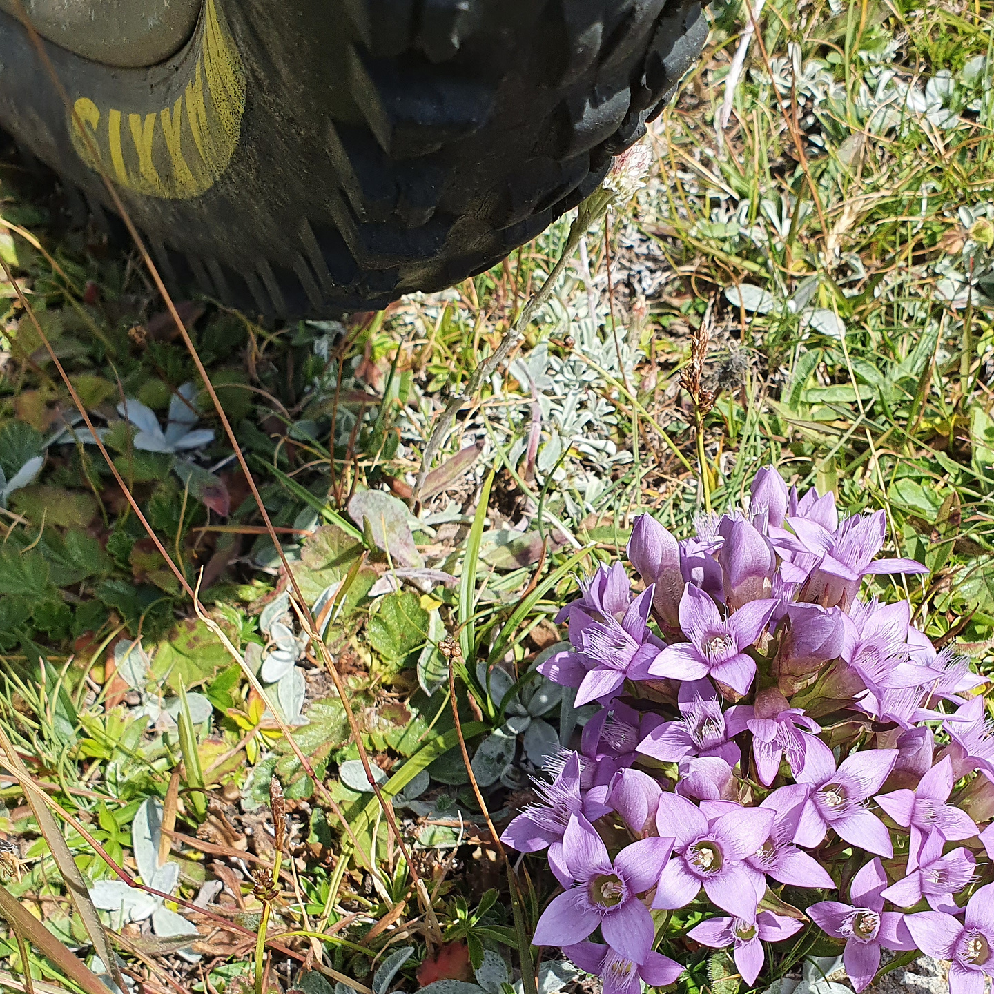 saflisch-trail6.jpg