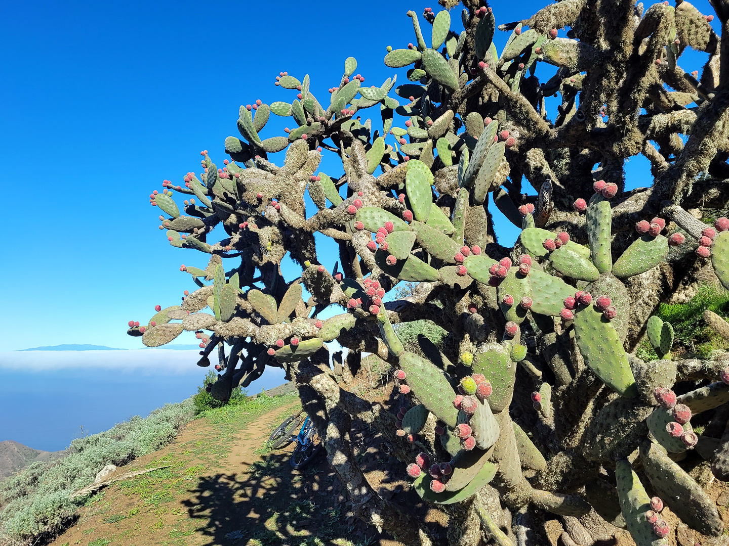 arguamul-trail2.jpg