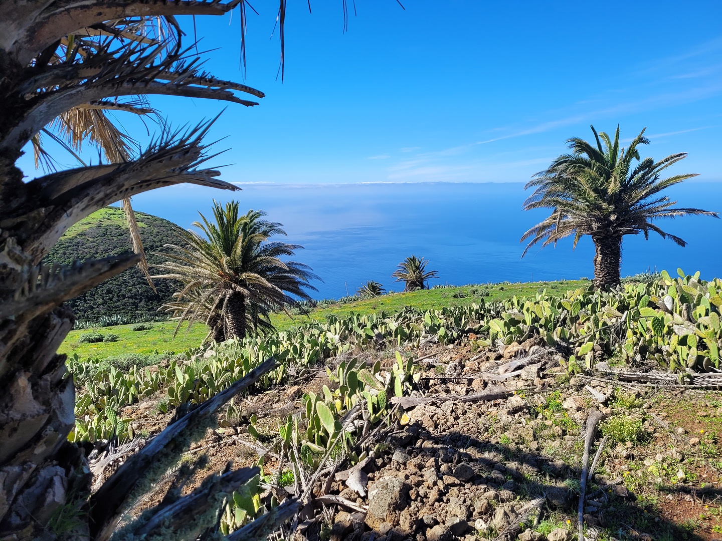 arure-palms1.jpg