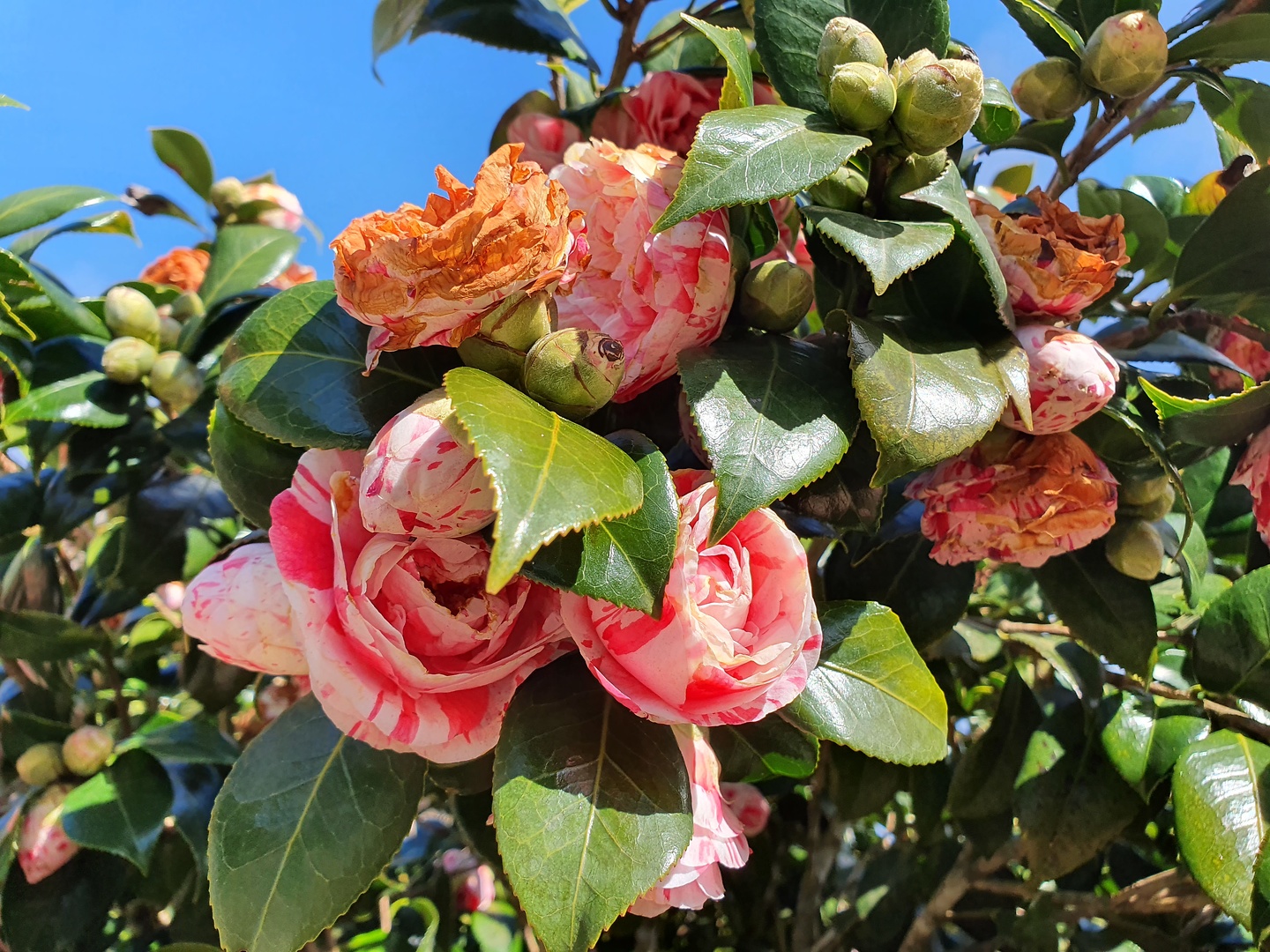 elcedro-flowers2.jpg