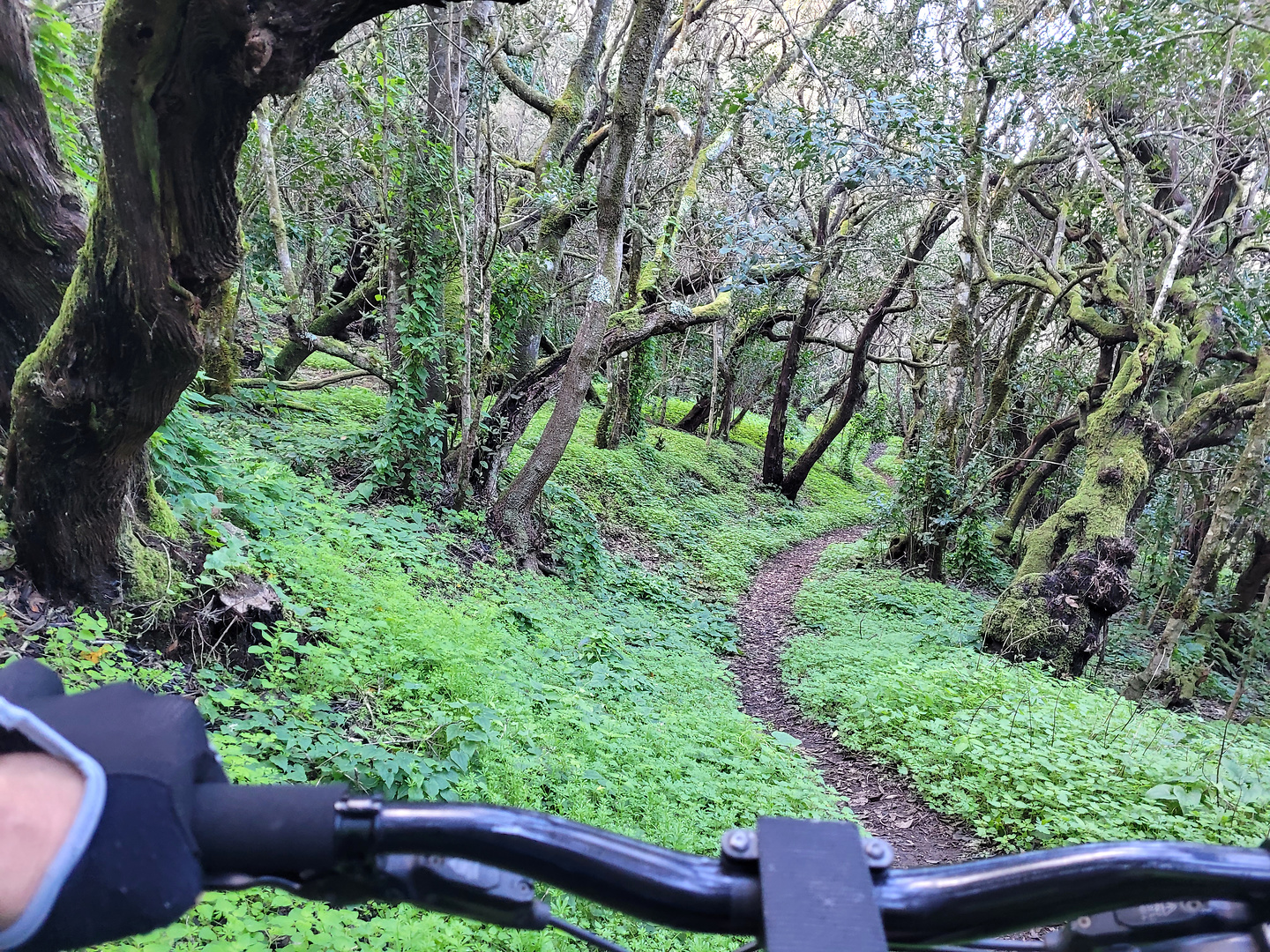 epinaalojera-trail1.jpg