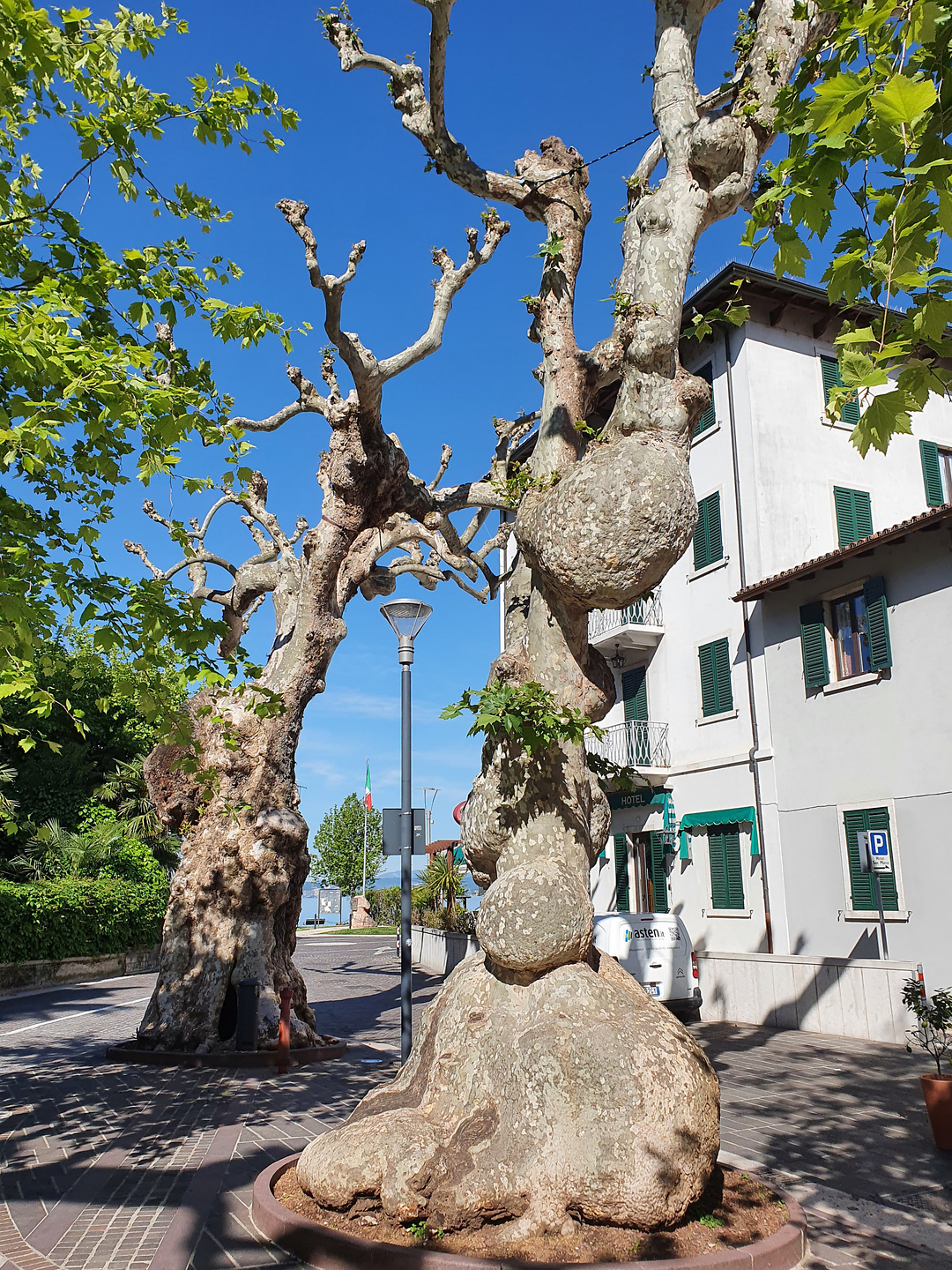 garda-tree.jpg