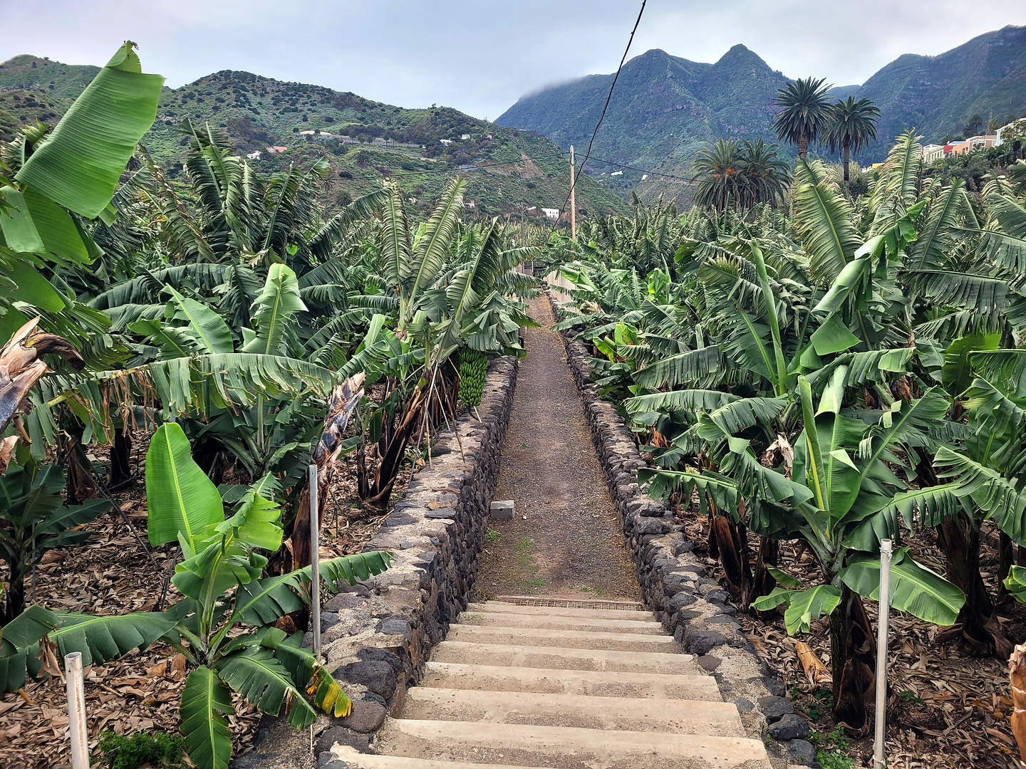 hermigua-bananatrail3.jpg