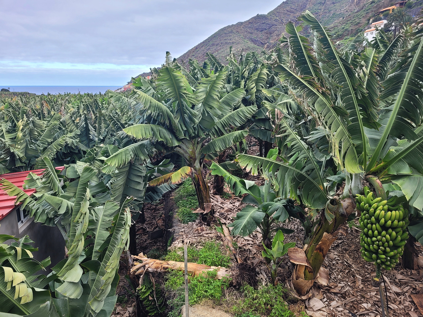 hermigua-bananatrail4.jpg