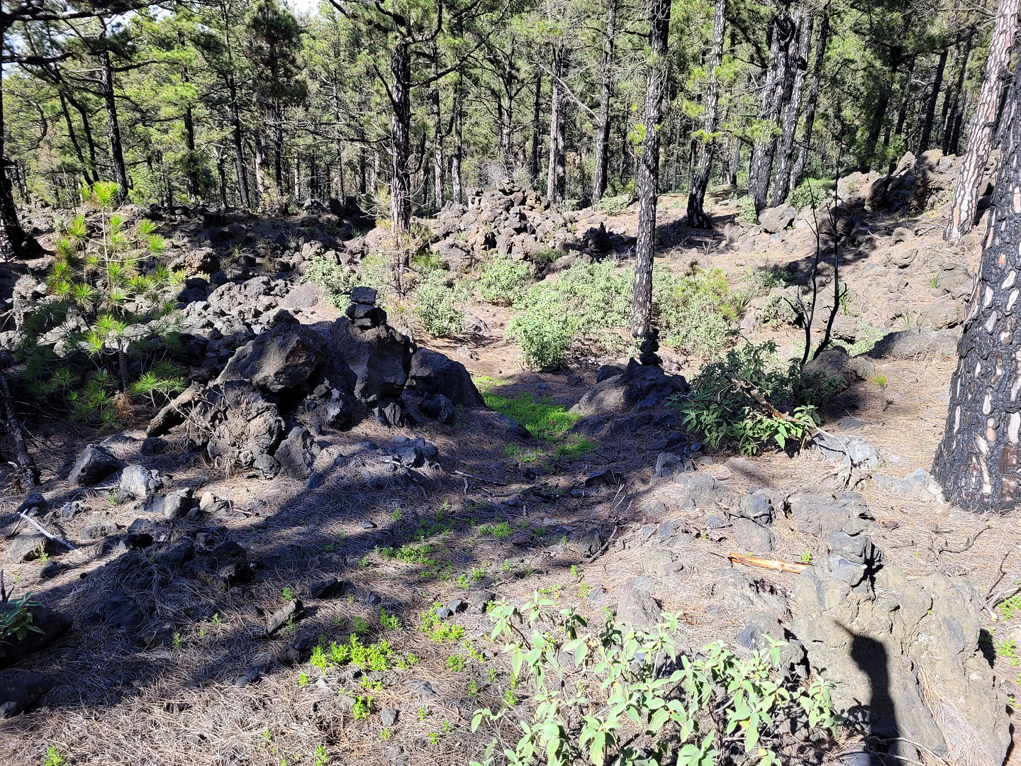 llanosjable-trail15.jpg
