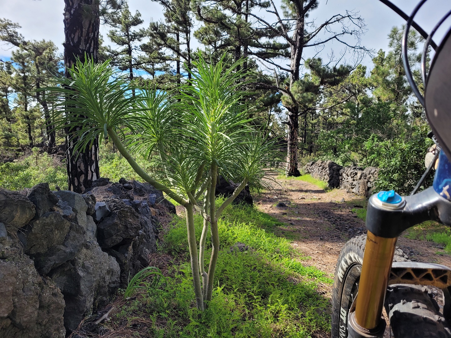 llanosjable-trail16.jpg