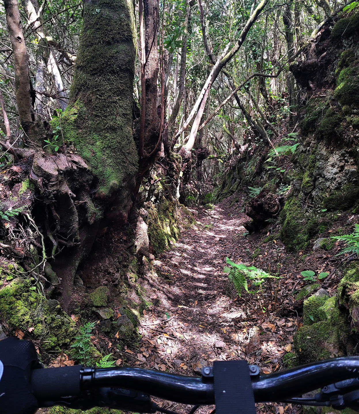 prlp5-trail3.jpg