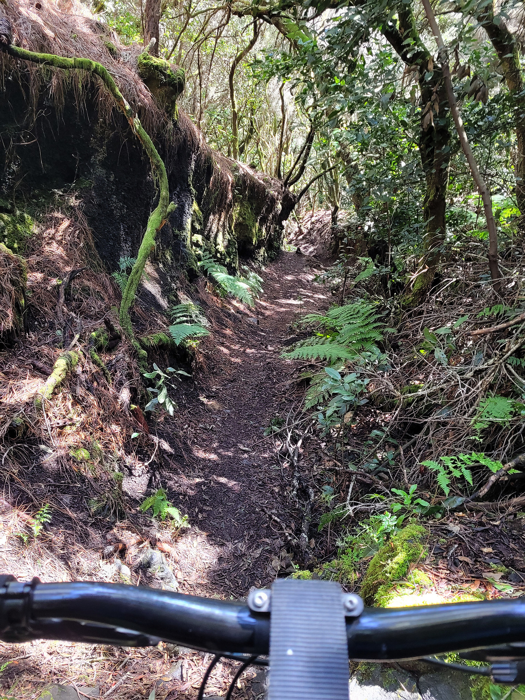 sllp124-trail1.jpg
