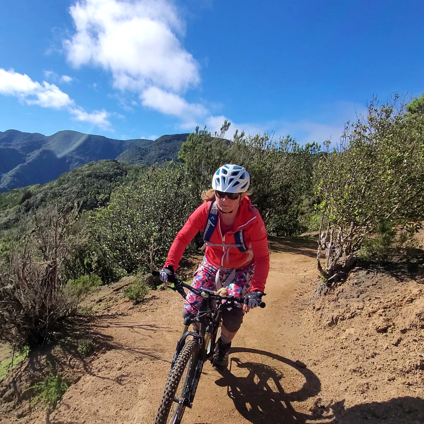 tazo2-trail1.jpg