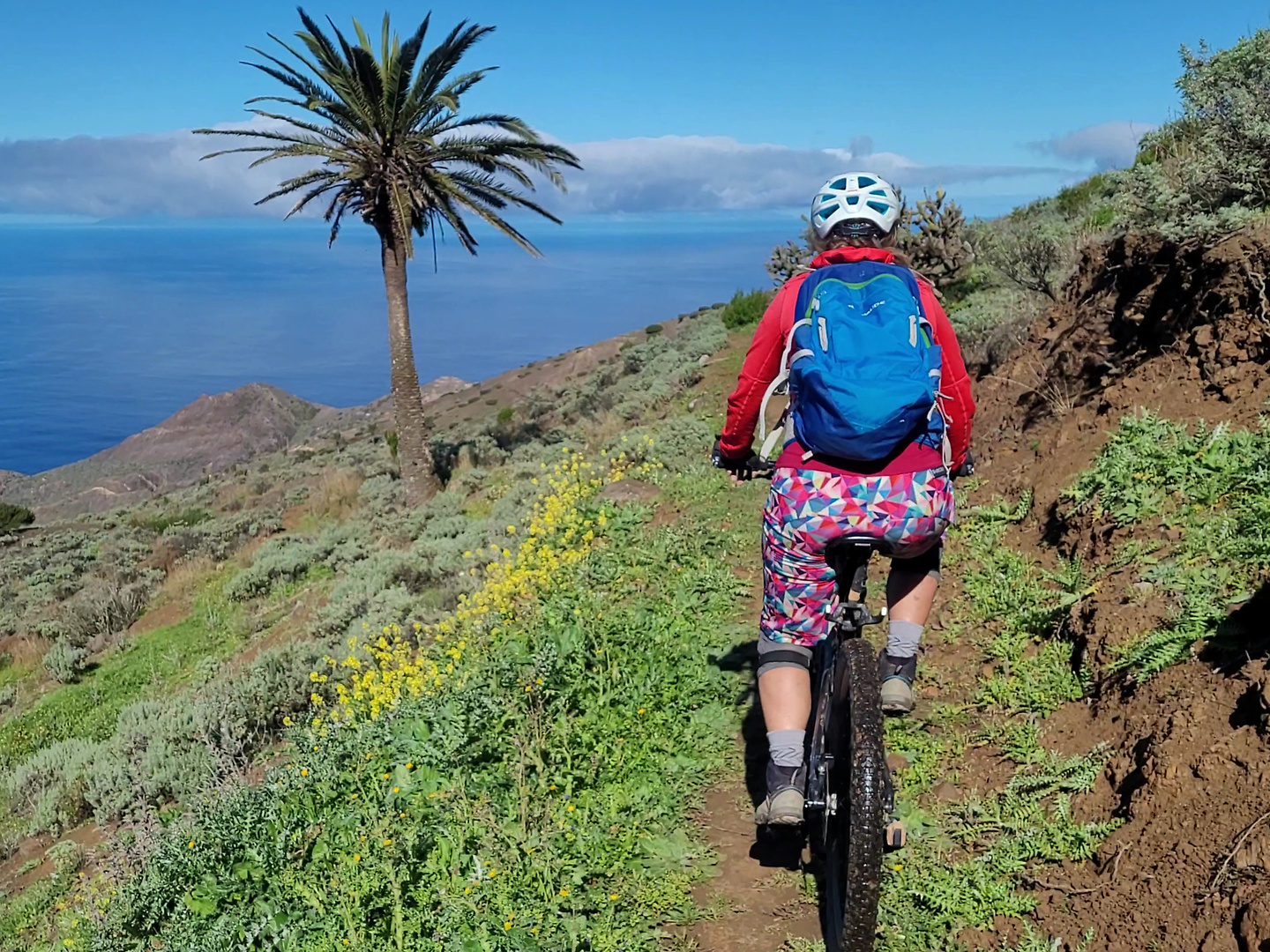 tazo2-trail5.jpg