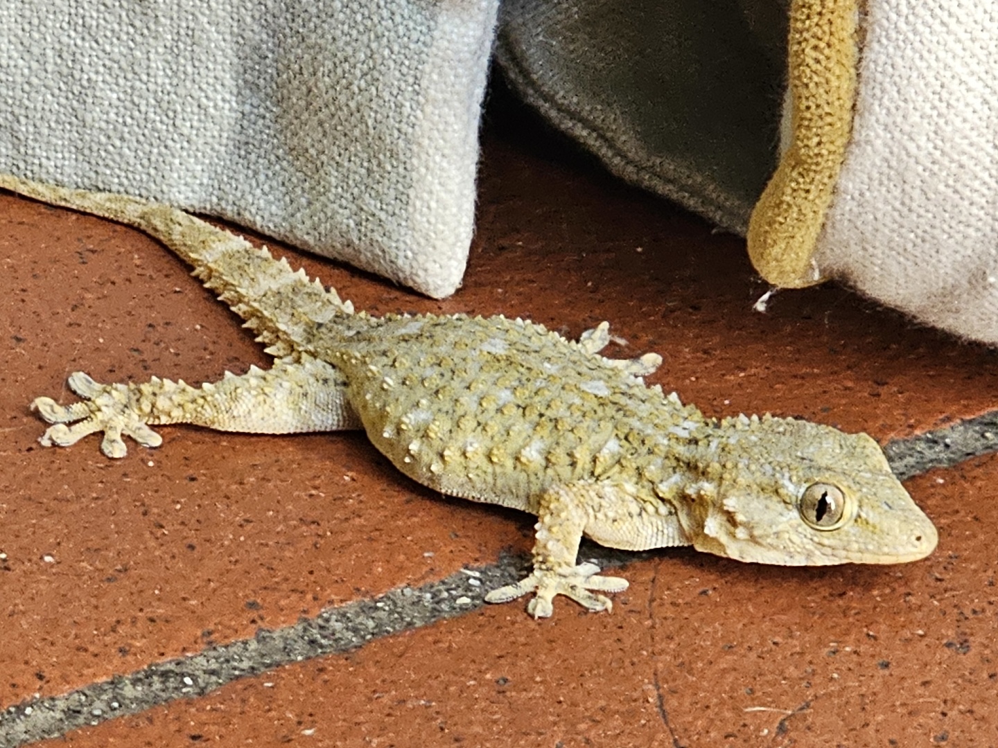 borgovescine-gecko.jpg