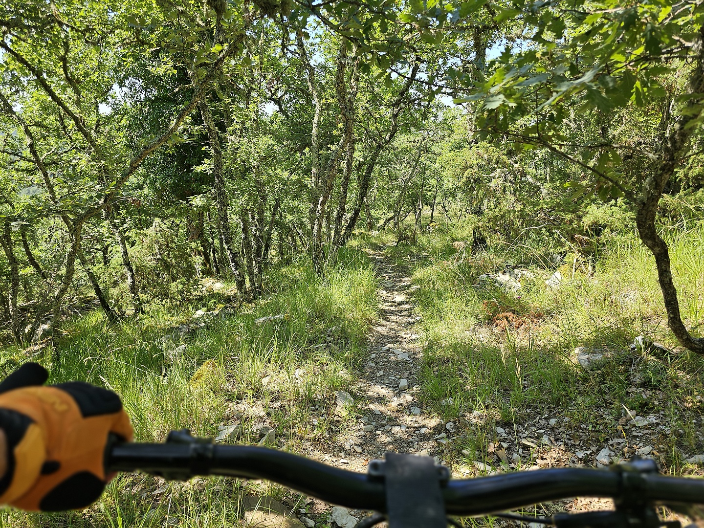 borgovescine-trail2.jpg