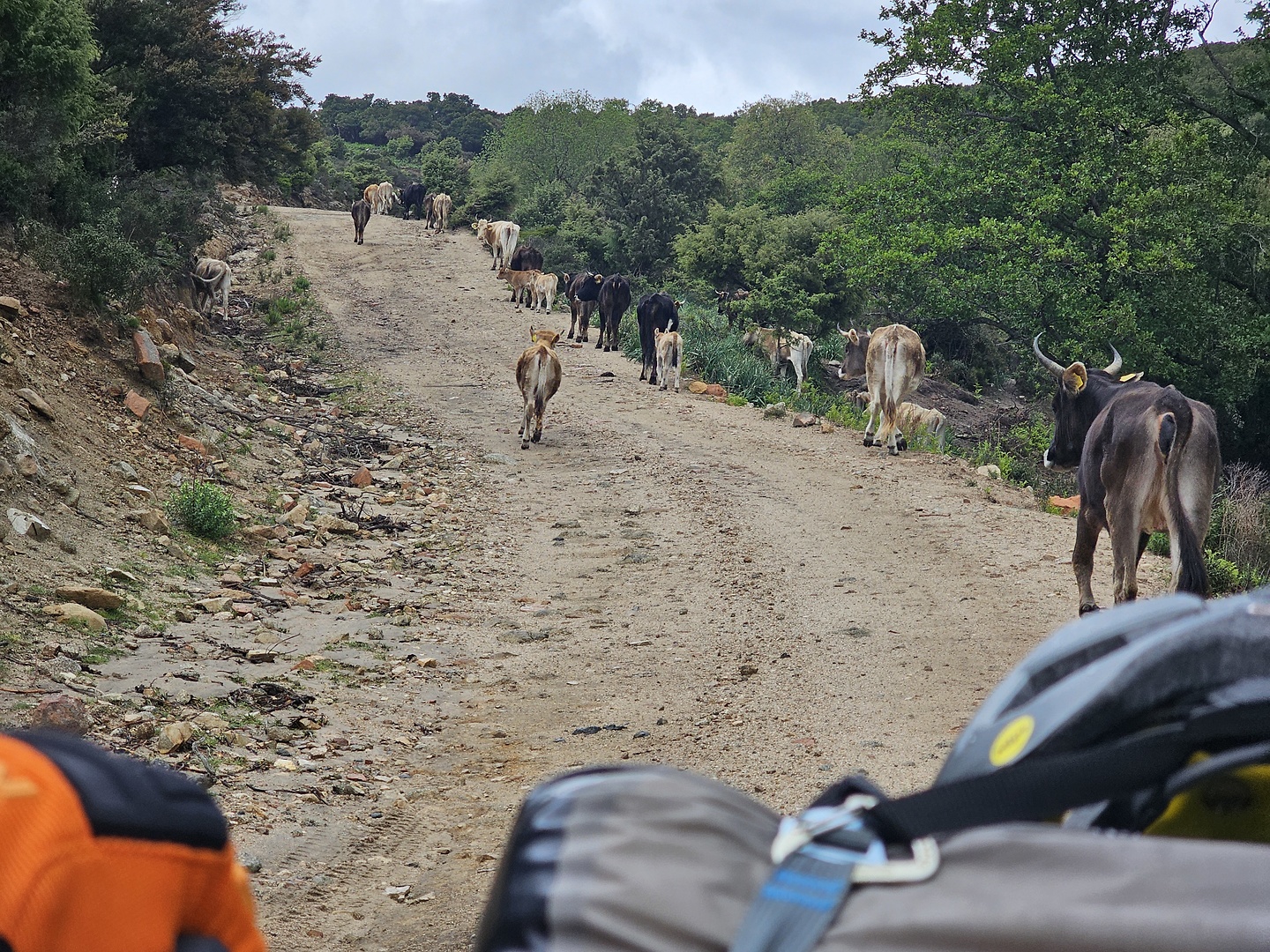 calaluna-cows.jpg