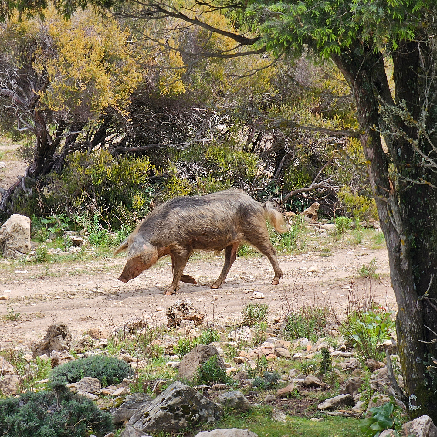 calaluna-pigs.jpg