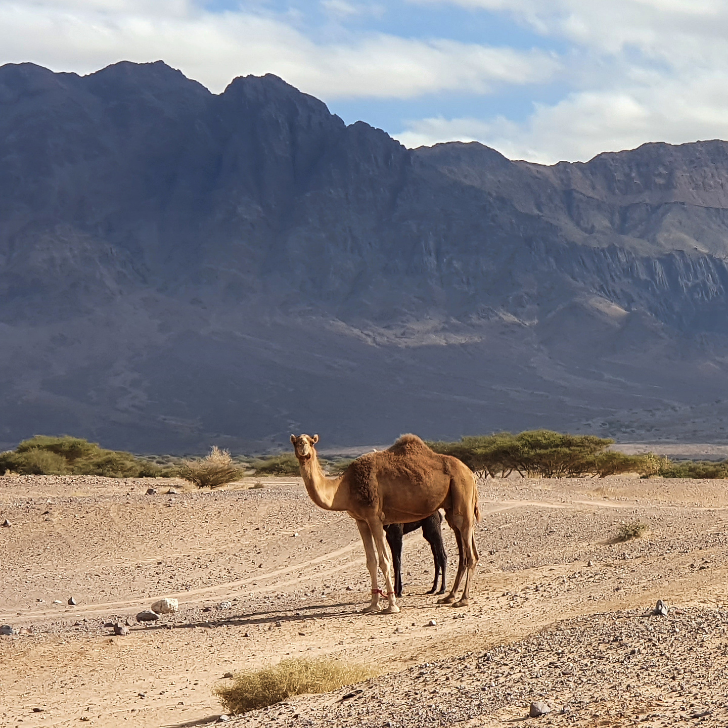 feynan-camel1.jpg