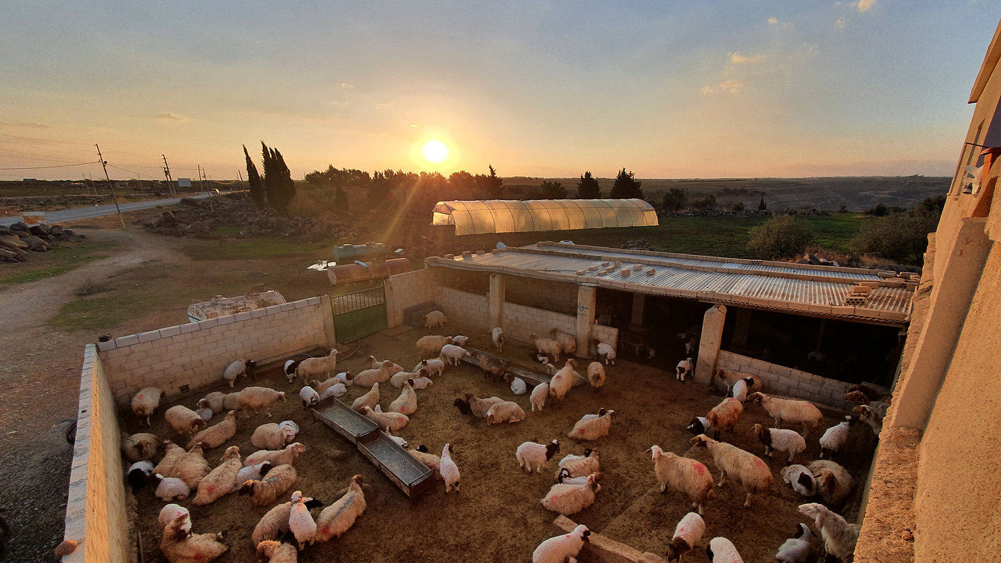 majdalayn-sheep.jpg