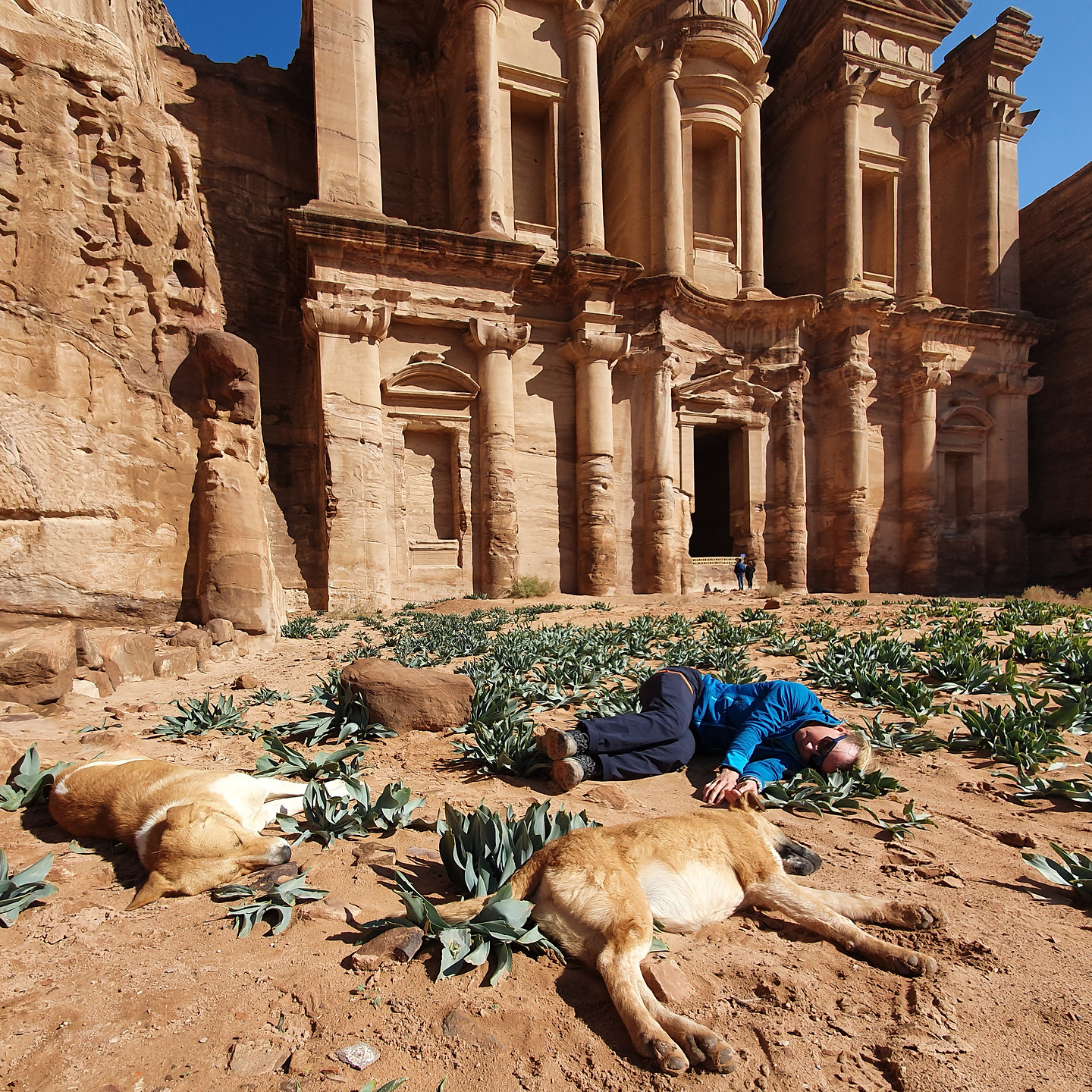 petra-dognap2.jpg