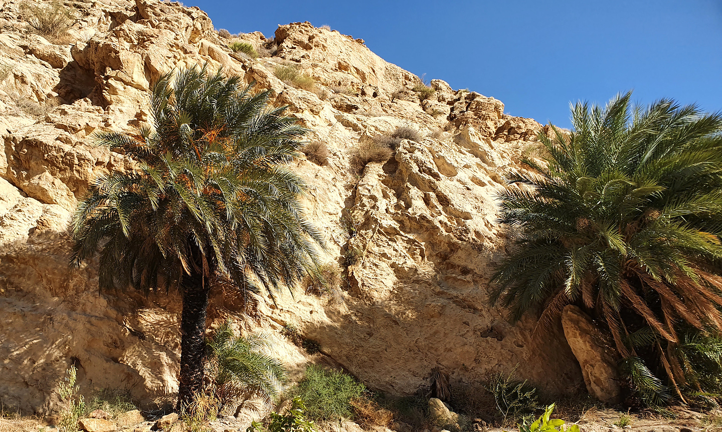 wadiafra-palmtrees.jpg
